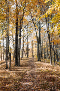 Seasonal Fall trees Seasonal Fall trees